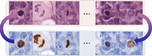 Figure 1 for Virtual staining for mitosis detection in Breast Histopathology