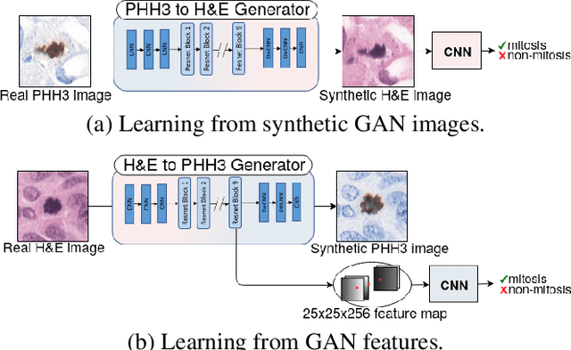 Figure 2 for Virtual staining for mitosis detection in Breast Histopathology