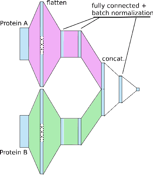 Figure 2 for Comparing two deep learning sequence-based models for protein-protein interaction prediction
