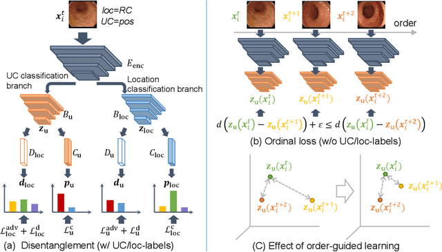 Figure 3 for Order-Guided Disentangled Representation Learning for Ulcerative Colitis Classification with Limited Labels