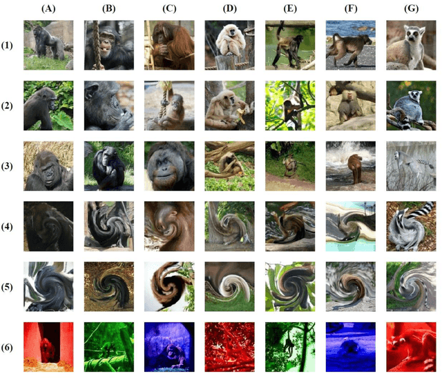 Figure 1 for Seeing Eye-to-Eye? A Comparison of Object Recognition Performance in Humans and Deep Convolutional Neural Networks under Image Manipulation