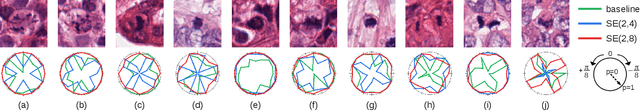 Figure 4 for Roto-Translation Equivariant Convolutional Networks: Application to Histopathology Image Analysis