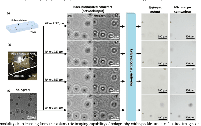 Figure 2 for Cross-modality deep learning brings bright-field microscopy contrast to holography