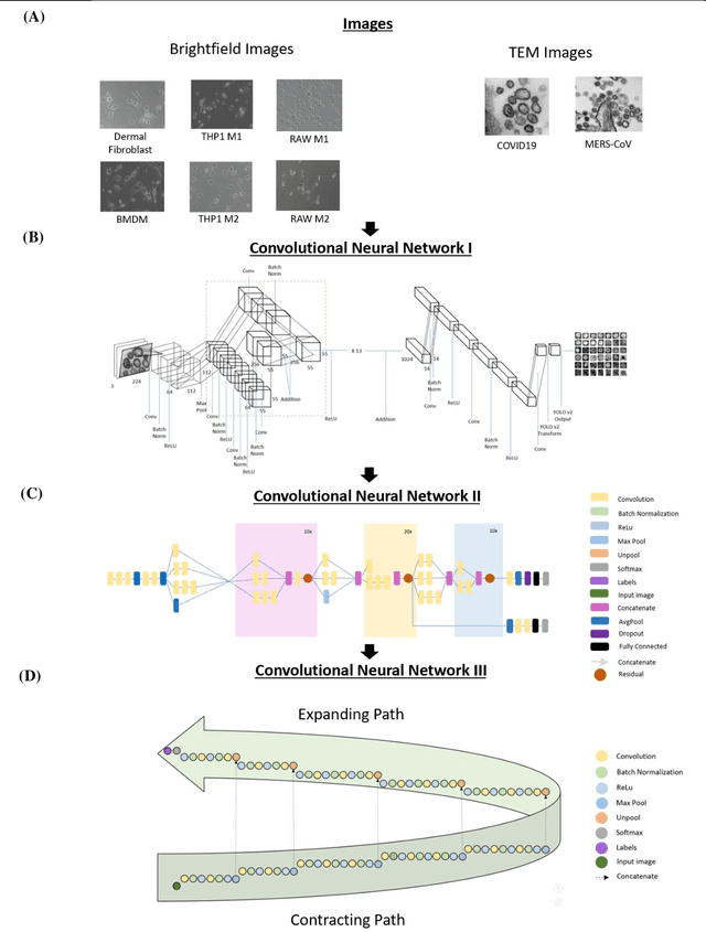 Figure 2 for Darwin's Neural Network: AI-based Strategies for Rapid and Scalable Cell and Coronavirus Screening