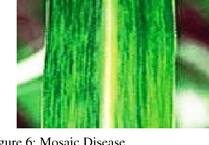 Figure 4 for Precision Sugarcane Monitoring Using SVM Classifier