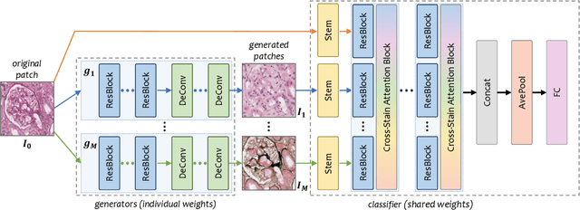 Figure 3 for G2C: A Generator-to-Classifier Framework Integrating Multi-Stained Visual Cues for Pathological Glomerulus Classification