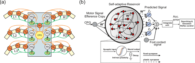 Figure 4 for Distributed Recurrent Neural Forward Models with Synaptic Adaptation for Complex Behaviors of Walking Robots