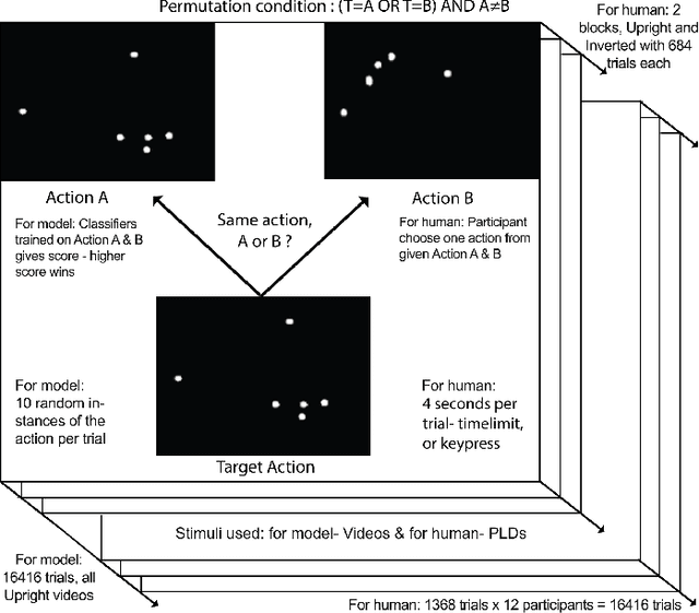 Figure 3 for Action similarity judgment based on kinematic primitives