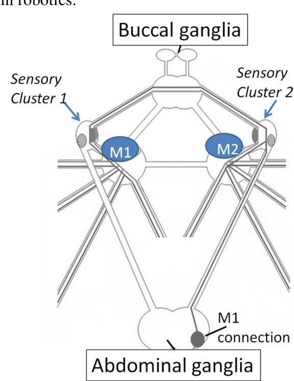 Figure 3 for From Biological Synapses to Intelligent Robots