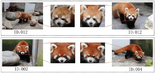 Figure 1 for Distinguishing Individual Red Pandas from Their Faces
