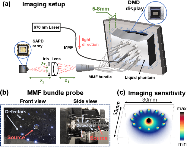 Figure 2 for Imaging dynamics beneath turbid media via parallelized single-photon detection