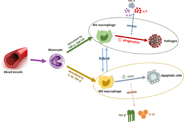 Figure 1 for An Improved Mathematical Model of Sepsis: Modeling, Bifurcation Analysis, and Optimal Control Study for Complex Nonlinear Infectious Disease System