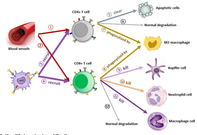 Figure 3 for An Improved Mathematical Model of Sepsis: Modeling, Bifurcation Analysis, and Optimal Control Study for Complex Nonlinear Infectious Disease System