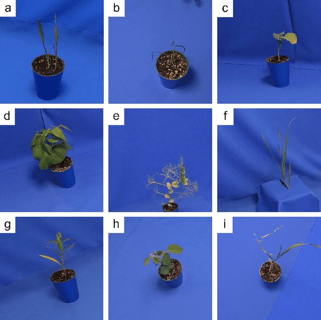 Figure 1 for Investigating classification learning curves for automatically generated and labelled plant images