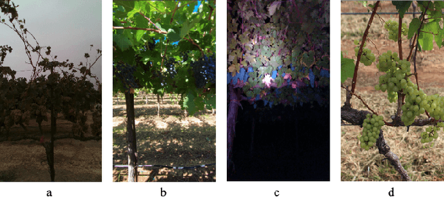 Figure 3 for Enlisting 3D Crop Models and GANs for More Data Efficient and Generalizable Fruit Detection