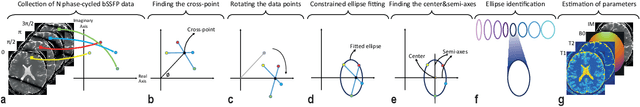 Figure 3 for Constrained Ellipse Fitting for Efficient Parameter Mapping with Phase-cycled bSSFP MRI