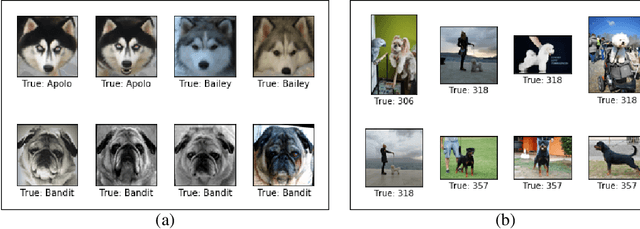 Figure 2 for Identifying Individual Dogs in Social Media Images