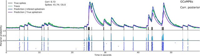 Figure 4 for Fast amortized inference of neural activity from calcium imaging data with variational autoencoders