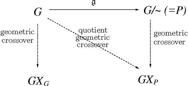 Figure 1 for Mathematical Interpretation between Genotype and Phenotype Spaces and Induced Geometric Crossovers