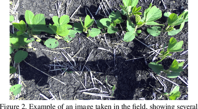 Figure 3 for Presenting an extensive lab- and field-image dataset of crops and weeds for computer vision tasks in agriculture