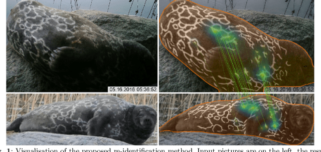 Figure 1 for NORPPA: NOvel Ringed seal re-identification by Pelage Pattern Aggregation