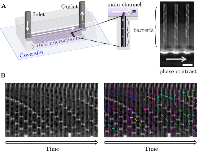 Figure 1 for DistNet: Deep Tracking by displacement regression: application to bacteria growing in the Mother Machine