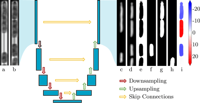 Figure 3 for DistNet: Deep Tracking by displacement regression: application to bacteria growing in the Mother Machine