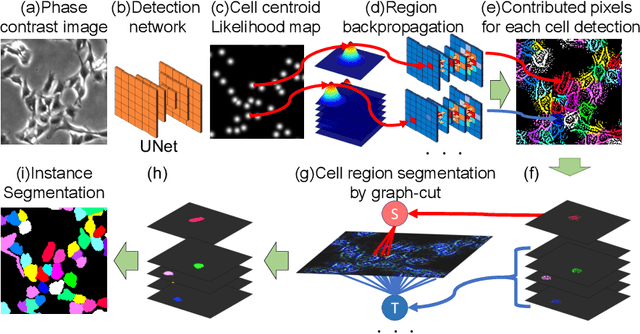 Figure 1 for Weakly Supervised Cell Instance Segmentation by Propagating from Detection Response