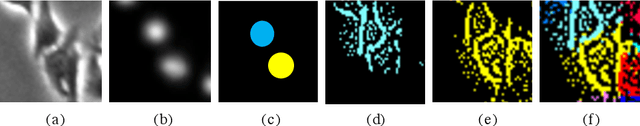 Figure 3 for Weakly Supervised Cell Instance Segmentation by Propagating from Detection Response