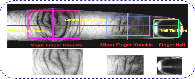 Figure 3 for FDFNet : A Secure Cancelable Deep Finger Dorsal Template Generation Network Secured via. Bio-Hashing