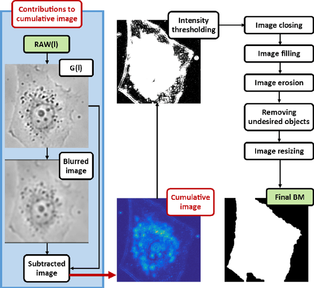 Figure 1 for Observation of dynamics inside an unlabeled live cell using bright-field photon microscopy: Evaluation of organelles' trajectories