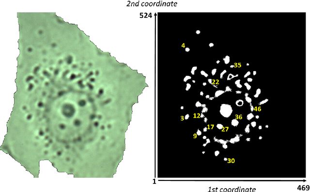 Figure 4 for Observation of dynamics inside an unlabeled live cell using bright-field photon microscopy: Evaluation of organelles' trajectories