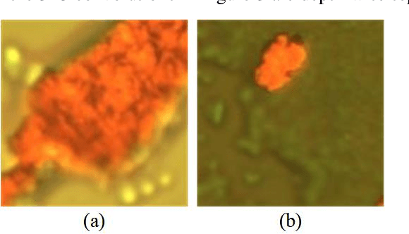 Figure 4 for Ferrograph image classification