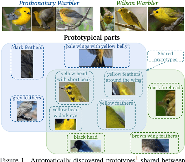 Figure 1 for Interpretable Image Classification with Differentiable Prototypes Assignment