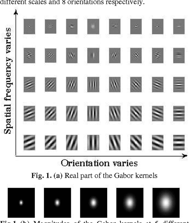 Figure 1 for High Performance Human Face Recognition using Independent High Intensity Gabor Wavelet Responses: A Statistical Approach