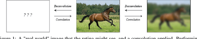 Figure 1 for Network Deconvolution