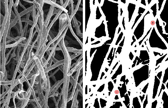 Figure 1 for Mining Artifacts in Mycelium SEM Micrographs