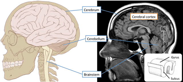 Figure 3 for Connectivity-Driven Parcellation Methods for the Human Cerebral Cortex