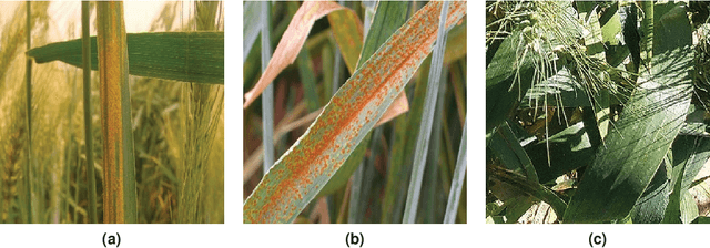 Figure 1 for Automated Wheat Disease Detection using a ROS-based Autonomous Guided UAV