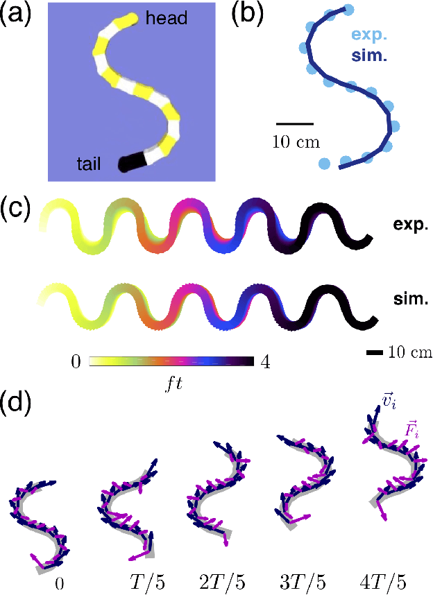 Figure 3 for The dynamics of scattering in undulatory active collisions