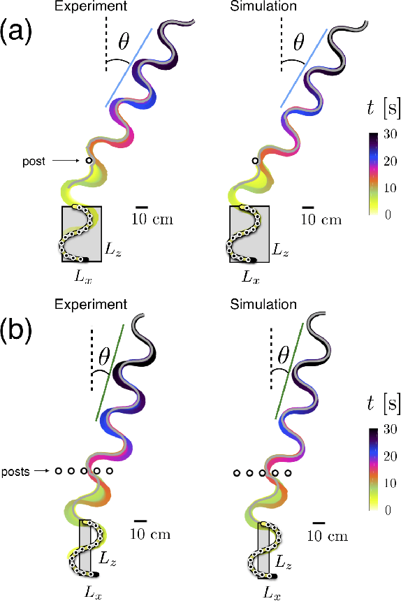 Figure 4 for The dynamics of scattering in undulatory active collisions