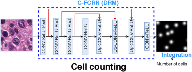 Figure 1 for Deeply-Supervised Density Regression for Automatic Cell Counting in Microscopy Images