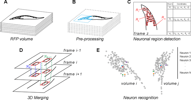 Figure 1 for Rapid detection and recognition of whole brain activity in a freely behaving Caenorhabditis elegans