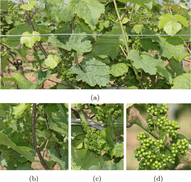 Figure 1 for Efficient identification, localization and quantification of grapevine inflorescences in unprepared field images using Fully Convolutional Networks