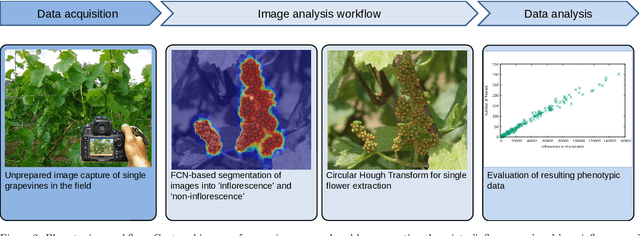 Figure 3 for Efficient identification, localization and quantification of grapevine inflorescences in unprepared field images using Fully Convolutional Networks