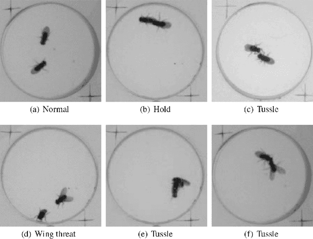 Figure 2 for Review on Social Behavior Analysis of Laboratory Animals: From Methodologies to Applications