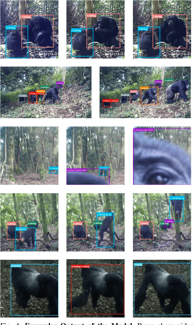 Figure 4 for Visual Recognition of Great Ape Behaviours in the Wild