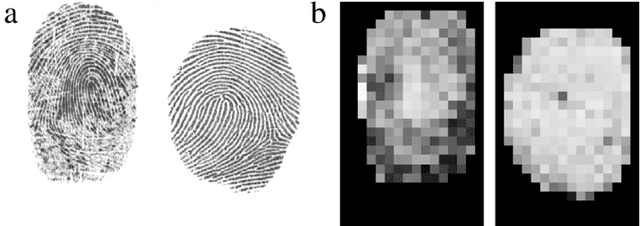 Figure 4 for A high performance fingerprint liveness detection method based on quality related features