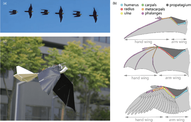 Figure 1 for A Novel Actuation Strategy for an Agile Bio-inspired FWAV Performing a Morphing-coupled Wingbeat Pattern