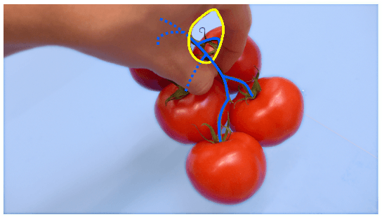 Figure 1 for Geometry-Based Grasping of Vine Tomatoes